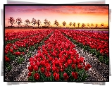 Pole, Tulipany, Drzewa