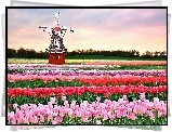 Pole, Tulipany, Wiatrak