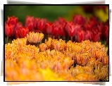 Pomarańczowe, Tulipany pełne