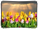 Tulipany, Niebo, Promienie, Słońca