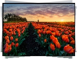 Tulipany, Pole, Promienie, Słońca