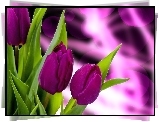 Purpurowe, Tulipany, Liście