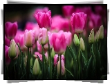 Purpurowe, Tulipany, Pąki