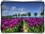 Purpurowe, Tulipany, Uprawa