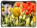 Tulipany, Rozmycie