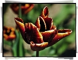 Tulipany, Rozmycie