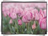 Tulipany, Łąka, Rozmyte tło