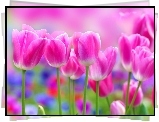 Tulipany, Różowe