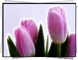 Różowe, Tulipany, 3D