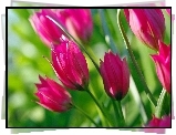 Tulipany, Różowe