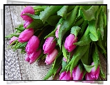 Tulipany, Różowe