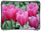 Różowe, Tulipany, Kwiaty