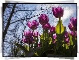 Różowe, Tulipany, Niebo