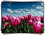 Różowe, Tulipany, Niebo