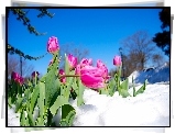 Różowe, Tulipany, Śnieg