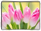 Różowe, Tulipany, Pąki