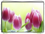 Różowe, Tulipany, Rozmycie