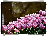 Różowe, Tulipany, Rzeka