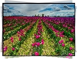 Różowe, Tulipany, Uprawa
