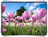 Tulipany, Różowe