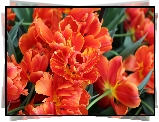 Tulipany, Rozwinięte