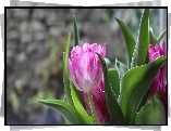 Tulipany, Różowy, Rozwinięty, Tulipan