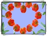 Tulipany, Kształt, Serca, Niebo