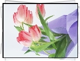 Tulipany, Serwetka