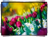 Tulipany, Stokrotki