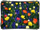 Tulipany, Szafirki