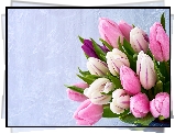 Tulipany, Różowe, Szare tło