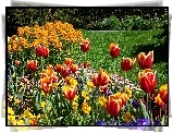Tulipany, Kolorowe, Kwiaty, Trawnik, Park