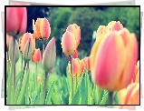 Tulipan, Tulipany, Kwiaty