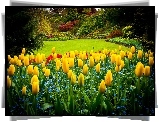 Tulipany, Park Queen Elizabeth, Vancouver, Kanada