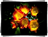 Tulipany, Przebijające Światło, Makro