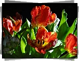 Tulipany, Światło