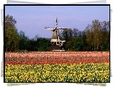 Wiatrak, Tulipany, Holandia