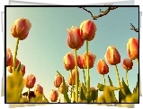 Wiosna, Tulipany, Niebo