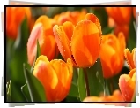 Tulipany, Krople, Wody, Makro