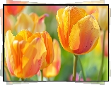 Tulipany, Żółte, Zbliżenie