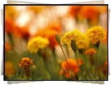 Żółte, Aksamitki, Turki, Kwiaty