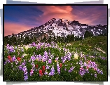 Stany Zjednoczone, Stan Waszyngton, Góry Mount Rainier, Łąka, Łubin