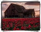 Tulipany, Uprawa, Domek