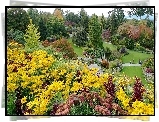 Vancouver, Park, Królowej, Elżbiety, Kwitnące, Kwiaty