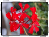 Verbena hybrida