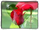 Walentynki, Czerwona, Róża, Serce