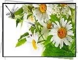 Margerytka, Ważki, Biedronki