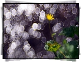 Żółty, Kwiatek, Liście, Światło, Bokeh