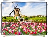 Wiatrak, Rzeka, Tulipany, Wiosna