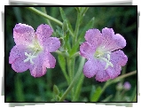 Kwiaty, Wierzbowica Kosmata